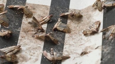 Role of termite treatment for removing insects and termite