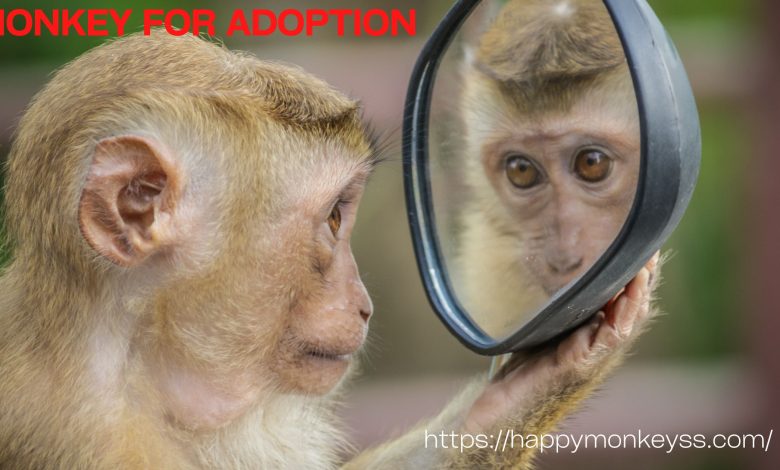monkey for adoption