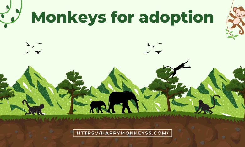 Capuchino monkey for adoption