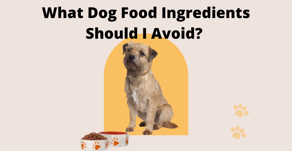What Dog Food Ingredients Should I Avoid?