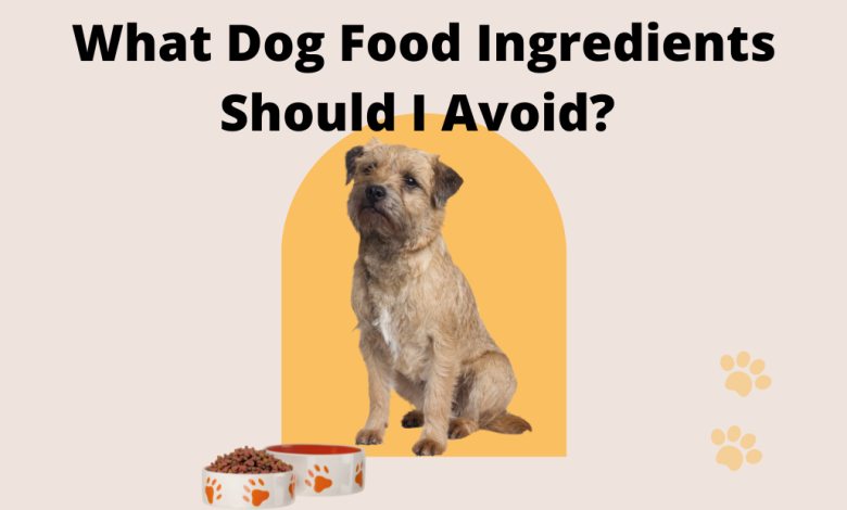 What Dog Food Ingredients Should I Avoid?