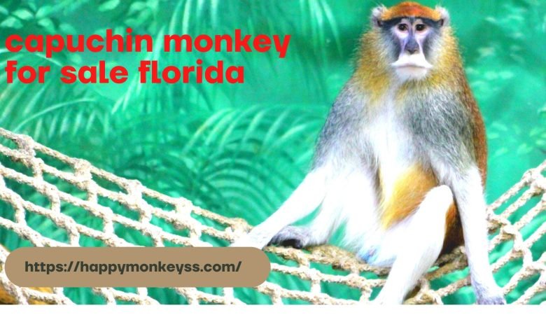 capuchin monkey for sale florida