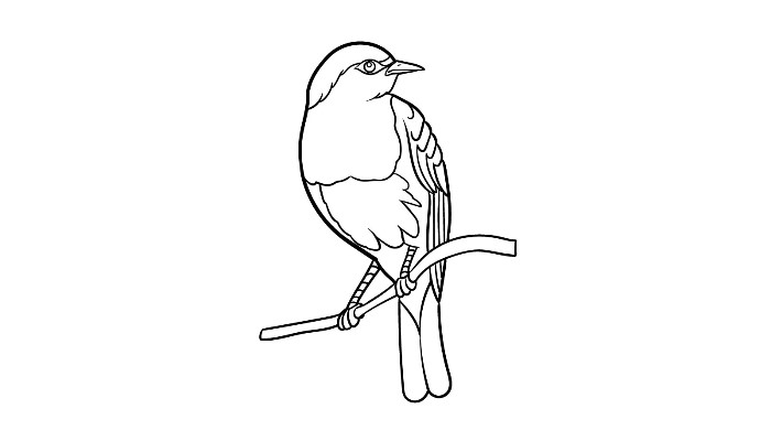 How to draw a Robin