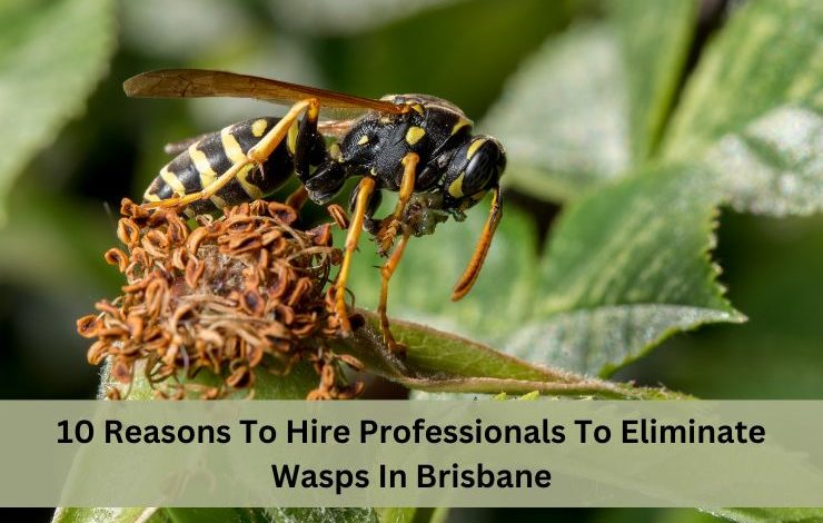 10 Reasons To Hire Professionals To Eliminate Wasps In Brisbane